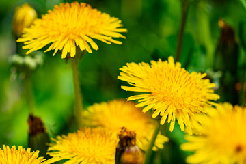 Yellow dandelion flowers Taraxacum officinale. Dandelion on spring sunny day © OlgaPak