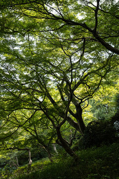 Vibrant green forest canopy bathed in dappled sunlight in Japan