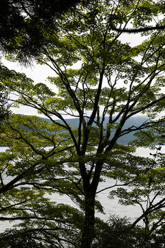 Vibrant green forest canopy bathed in dappled sunlight in Japan
