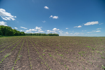 Fototapeta premium Young crop field under a bright blue sky with distant trees