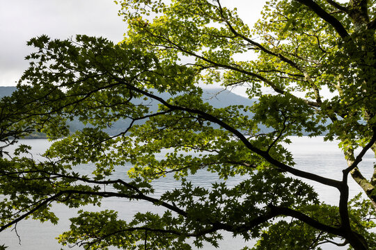Lush green tree canopy with dappled sunlight filtering through leaves in Japan with light watercolor effect