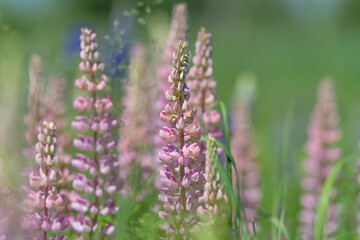 Fototapeta premium Pink lupine flowers in a green meadow with soft background