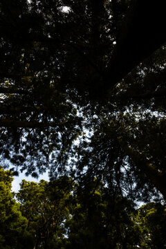 Looking up through a dense forest canopy towards the blue sky