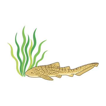 Zebra Shark Swimming Near Green Seaweed Underwater Illustration