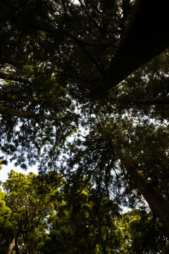 Looking up through a dense forest canopy with sunlight filtering through