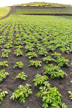 Good crops of potatoes growing on cultivated volcanic soil near El Mojon in the Canary Island of Lanzarote, Spain