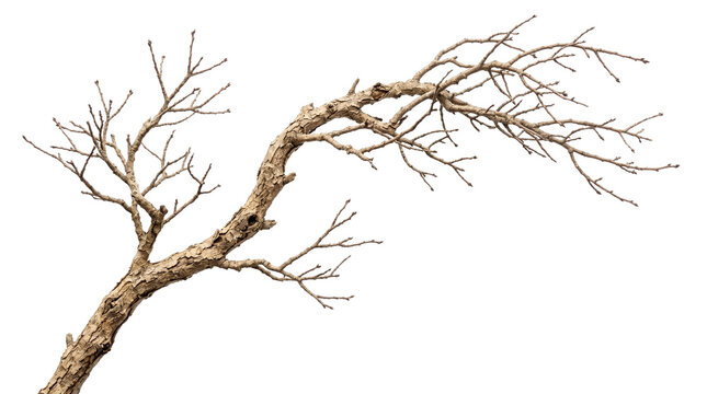 Leafless tree branch on white background