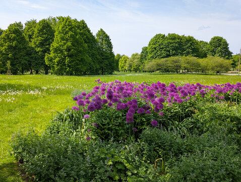 Purple allium flowers blooming in a city park garden