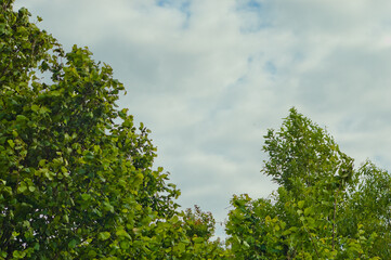 Fototapeta premium The photo shows tree branches with green leaves against a gray sky