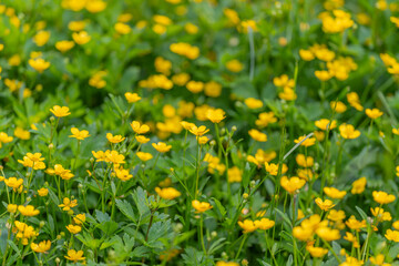 Obraz premium Dense carpet of small yellow buttercup flowers in green meadow