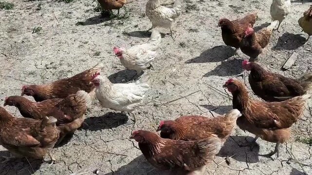 Handheld midday video of hens foraging on cracked dry soil. This raw summer b-roll illustrates drought impact on free-range poultry farming and soil degradation challenges