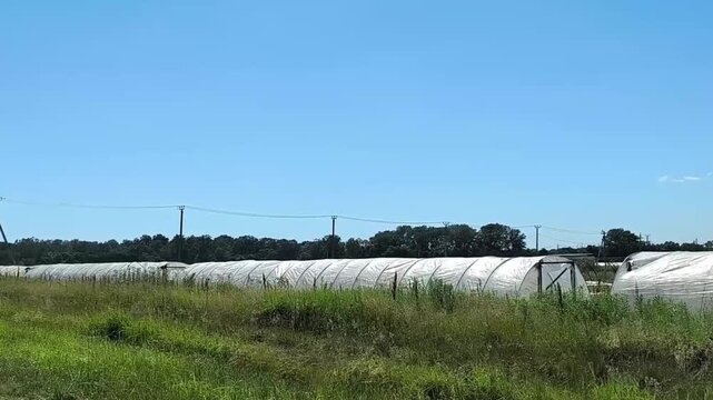 Tracking shot of long white polytunnel greenhouses in a rural summer field. This agricultural b-roll is perfect for documentaries about sustainable farming and commercial food production