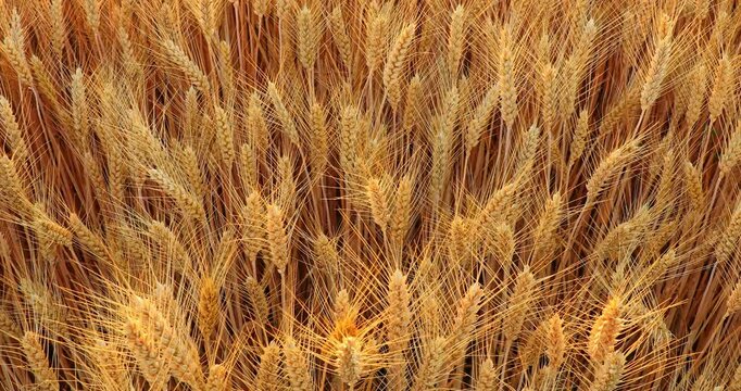 Close-up of golden ripe wheat ears growing in a field at sunset