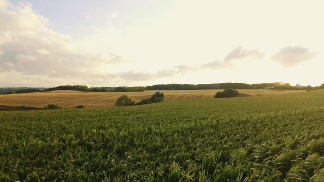 Golden Wheat Field at Morning with Cloudy Sky Over Rural Countryside Landscape and Green Meadow Horizon