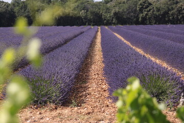 Lavande © Muriel Pellegrin