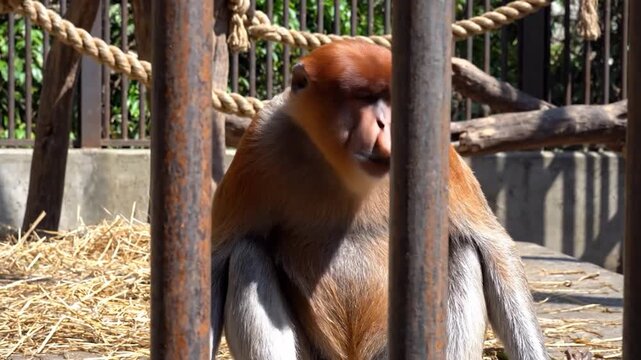 A proboscis monkey sits behind metal bars in a zoo enclosure