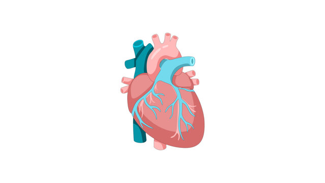 Human Heart Anatomy Vector Illustration