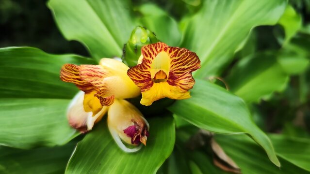 Vibrant Yellow and Maroon Striped Costus Pictus Flower Close-up in Tropical Garden.