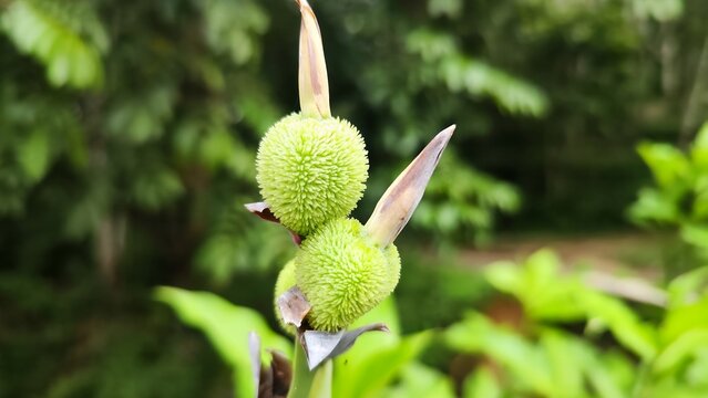 Macro Shot of Green Spiky Canna Indica Seed Pods in Tropical Garden Nature Background.