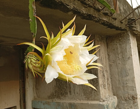 Night-blooming Cereus or Dragon Fruit Flower in a Home Garden, Beautiful Dragon Fruit Flower Blooming with Honey Bee Close-up