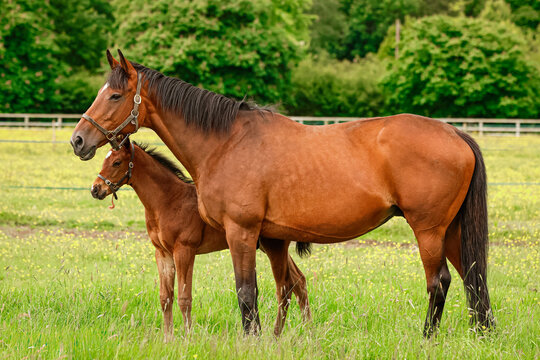 Mare and Foal stood together in field. Broodmare. Thoroughbred horse breeding. Sport horse stud. Equestrian 