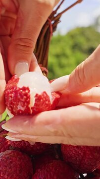 Vertical video. Peeling Fresh Lychee Fruit by Hand in Tropical Orchard, Exotic Organic Harvest And Healthy Natural Snack