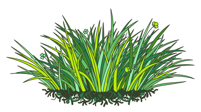 Illustration vectorielle d'une touffe d'herbe verte luxuriante avec des racines visibles, isol&eacute;e sur un fond blanc pour des projets de conception graphique et de jardinage.