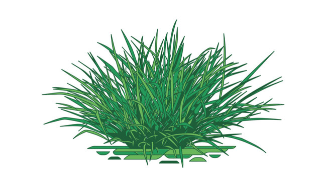 Une touffe d'herbe verte luxuriante isol&eacute;e sur fond blanc, illustration vectorielle plate repr&eacute;sentant une plante de jardin naturelle pour des projets de design paysager ou &eacute;cologique.