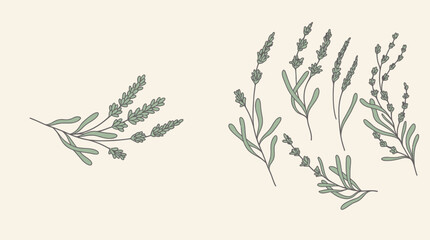 Obraz premium Eine Sammlung von handgezeichneten Lavendelzweigen in einem minimalistischen botanischen Stil auf einem hellen, cremefarbenen Hintergrund für elegantes Grafikdesign.