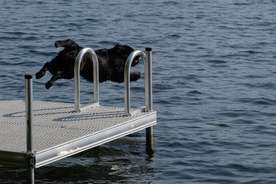 Black Labrador Retriever diving off of a dock into a lake