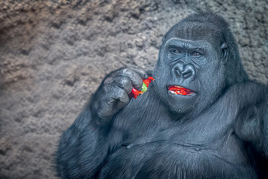 Western Lowland Gorilla eating red pepper in rocky habitat showing focused expression