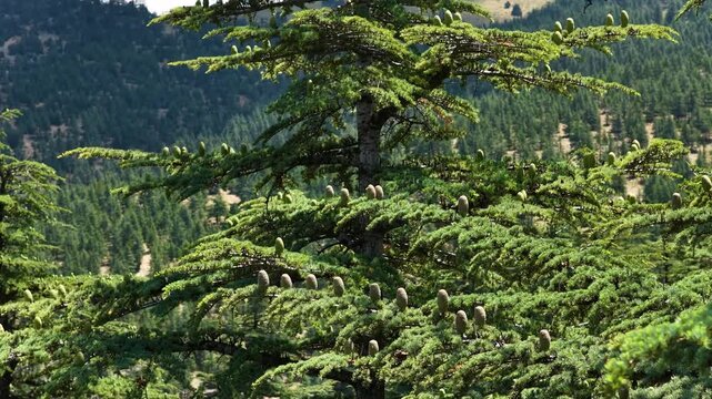 Majestic cedar tree branches laden with green cones, captured on a sunny day with a dense forest background in a scenic mountain valley.