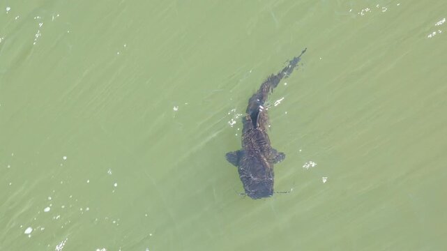 High angle view of a large iguazu catfish, also known as surubi or moncholo, gracefully swimming near the surface of a murky river
