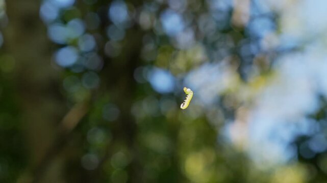 Small green caterpillar, likely an inchworm, dangling and spinning on an invisible silk thread with a blurred forest background