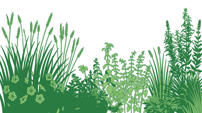 Ilustraci&oacute;n vectorial de un borde de jard&iacute;n con diversas plantas verdes, hierbas y flores silvestres sobre un fondo blanco aislado, ideal para dise&ntilde;o gr&aacute;fico y proyectos de naturaleza.