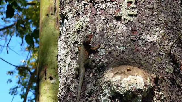 Male Tropidurus catalanensis lizard performing courtship push ups to attract a female in the argentinian rainforest. 