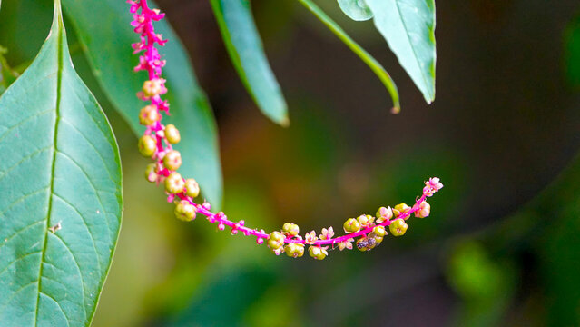 A close-up view of a wild pokeweed (Phytolacca) plant showing a vertical cluster of ripening berries in shades of black, purple, and pink, attached to a vivid magenta stem. Fresh green leaves surround