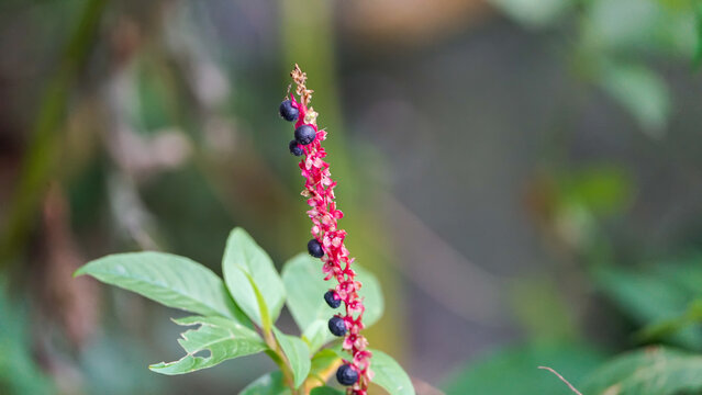 A close-up view of a wild pokeweed (Phytolacca) plant showing a vertical cluster of ripening berries in shades of black, purple, and pink, attached to a vivid magenta stem. Fresh green leaves surround