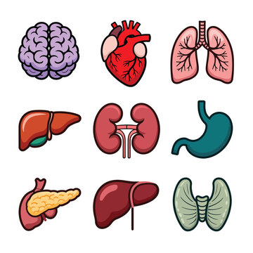 Human internal organs anatomy colorful vector icon collection featuring vital body systems