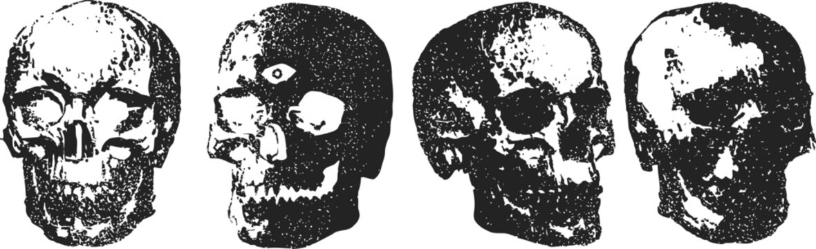 Vintage anatomical illustration of four human skulls from multiple angles with detailed shading