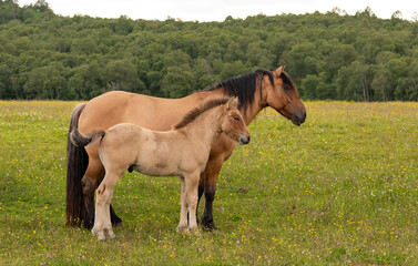 Highland mare and foal in field facing right © Pippa
