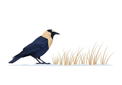 Vector illustration of a Western Jackdaw with black plumage and pale grey nape standing on ground by dry grass stalks, isolated on white background.