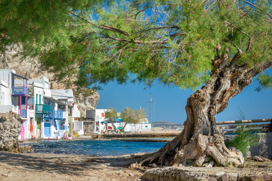 Old tree in the village of Klima with colorful seaside houses, vibrant  syrmata or syrma houses (traditional greek fishermen boat house by the sea) in Milos, Cyclades islands, Greece scenic landscape