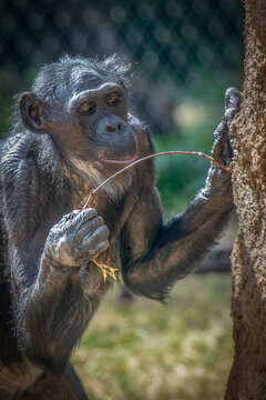 Chimpanzee holding a twig near a tree trunk focused on natural foraging behavior in sunlight