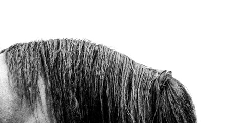 Stallion mane black and whie © Pippa