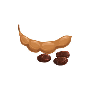 Raw tamarind fruit with edible pulp and pollen grains seeds isolated realistic food icon. Vector exotic tropical food, pod African cuisine ingredient. Tamarind indehiscent legume, pulp in hard shell