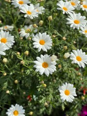 Fototapeta premium daisies in a garden