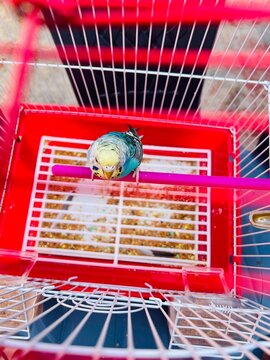 red shopping desket with a small bord toy