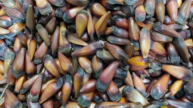 Close Up Camera Pan from Left to Right Across Fresh Pine Nuts (Pinh&atilde;o) Showcasing Natural Texture and Organic Harvest