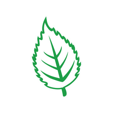 Elm or aspen leaf isolated outline silhouette. Vector green alder leafage, hornbeam or beech foliage